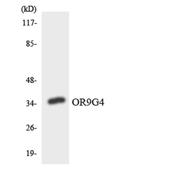 Olfactory receptor 9G4 antibody