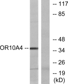 Olfactory receptor 10A4 rabbit pAb