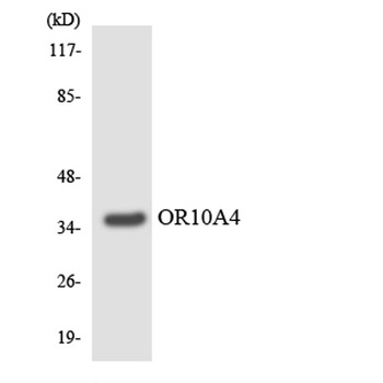 Olfactory receptor 10A4 antibody
