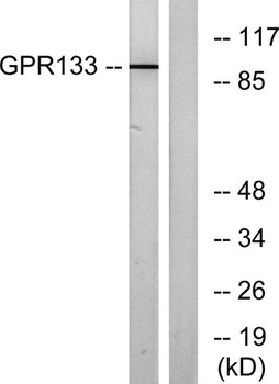 GPR133 rabbit pAb