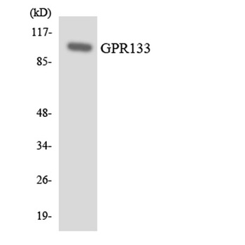 GPR133 rabbit pAb