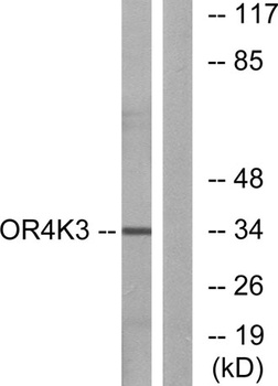 Olfactory receptor 4K3 antibody