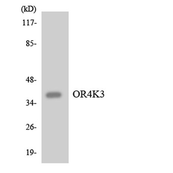 Olfactory receptor 4K3 antibody