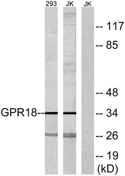 GPR18 rabbit pAb