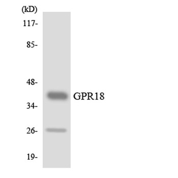 GPR18 rabbit pAb