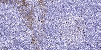 GPR18 rabbit pAb