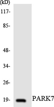 Laminin α-1 rabbit pAb