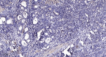 Laminin α-1 rabbit pAb
