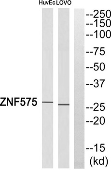ZNF575 rabbit pAb Antibody