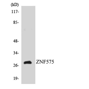 ZNF575 rabbit pAb Antibody