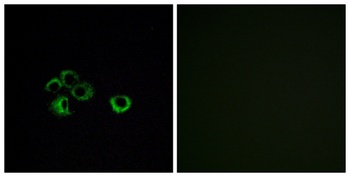 Olfactory receptor 2Z1 rabbit pAb Antibody