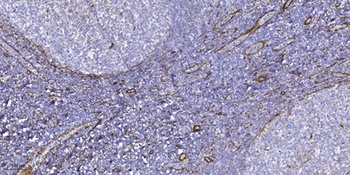 NBPF5 antibody