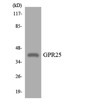GPR25 rabbit pAb
