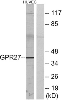 GPR27 antibody