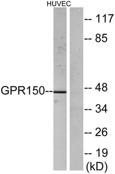 GPR150 rabbit pAb