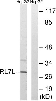 Ribosomal Protein L7L1 rabbit pAb
