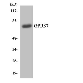 GPR37 antibody