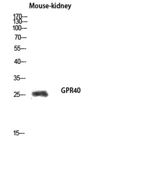 GPR40 rabbit pAb