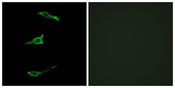 GPR40 antibody