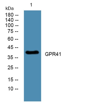 GPR41 rabbit pAb