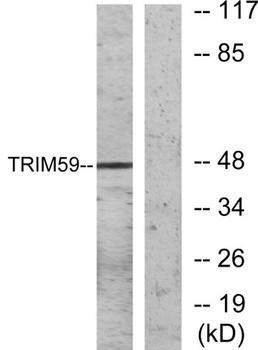TRIM59 rabbit pAb