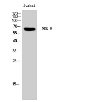 GRK 6 rabbit pAb