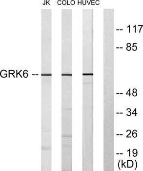 GRK 6 rabbit pAb