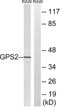 GPS2 rabbit pAb