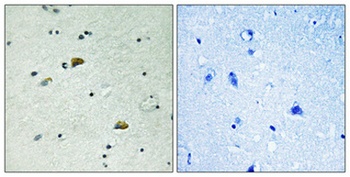 GRB10 (phospho-Tyr67) antibody