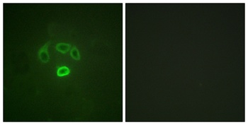 GRB10 (phospho-Tyr67) antibody