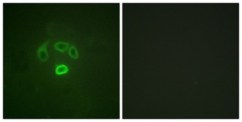 GRB10 (phospho Tyr67) rabbit pAb