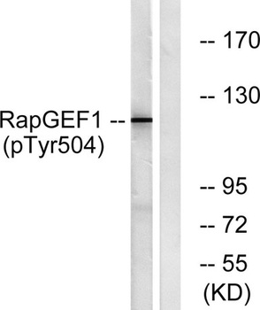 C3G (phospho-Tyr504) antibody