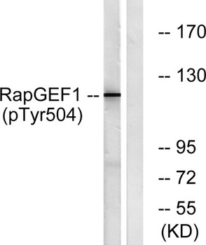 C3G (phospho Tyr504) rabbit pAb