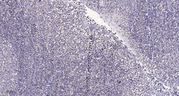 C3G (phospho Tyr504) rabbit pAb