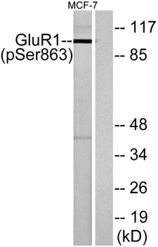 GluR-1 (phospho Ser863) rabbit pAb