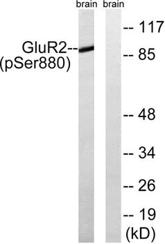 GluR-2 (phospho-Ser880) antibody