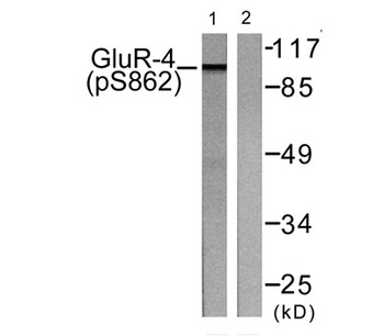 GluR4 (phospho Ser862) rabbit pAb
