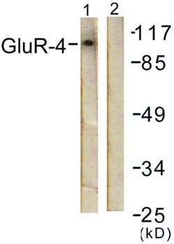 GluR4 rabbit pAb
