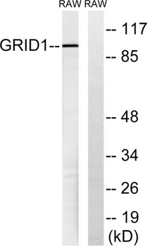 GluR-δ1 rabbit pAb