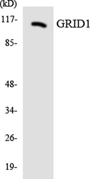 GluR-delta 1 antibody