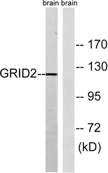 GluR-δ2 rabbit pAb