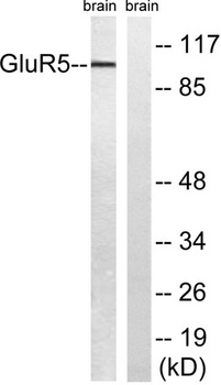 GluR-5 rabbit pAb