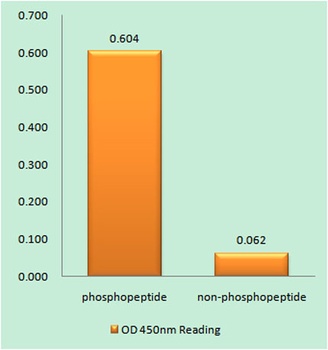 NMDAζ1 (phospho Ser896) rabbit pAb