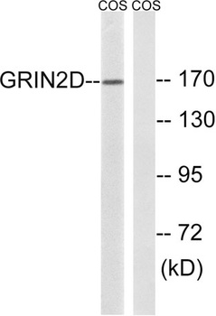 NMDA Epsilon 4 antibody