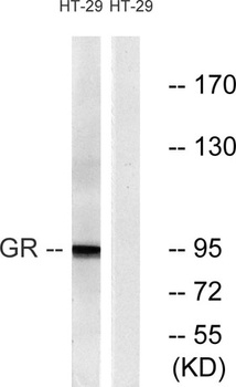 GR rabbit pAb