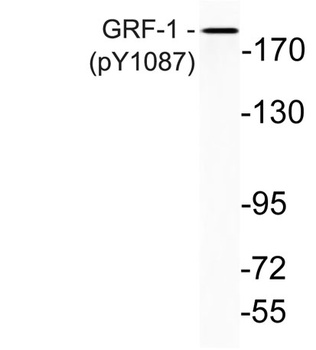 GRF-1 (phospho Tyr1087) rabbit pAb