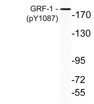 GRF-1 (phospho-Tyr1087) antibody