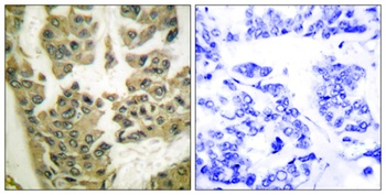 GRF-1 (phospho Tyr1105) rabbit pAb