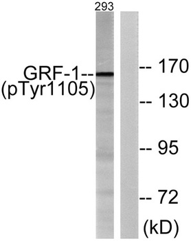 GRF-1 (phospho Tyr1105) rabbit pAb