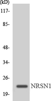 MRP-L22 antibody